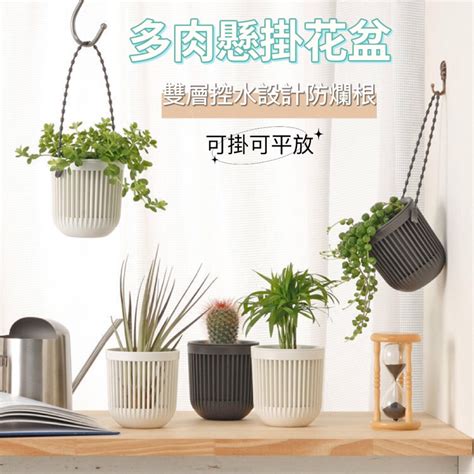 吊掛盆栽植物|室內懸掛美麗植物 新手也能輕鬆養活 